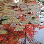 Balade d’automne dans le jardin de Claude Monet à Giverny